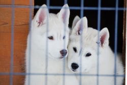 Hope - Wspolne zabawy szczeniat 11 tygodni